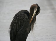 Royston bc - Great Blue Heron