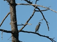 Royston bc seaside - young Great Blue Heron