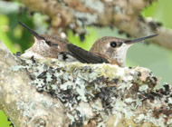 Royston house b&b hummer nest