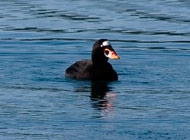 Surf Scoter-comox valley ducks 2010