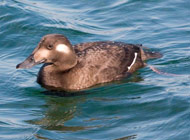 Surf Scoter-comox valley ducks 2010