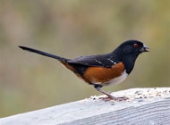 Towhee bird - Comox Valley