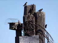 Purple Martin Nestbox Royston Ships