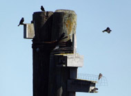 Purple Martin Nestbox Royston Ships