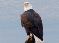 Bald Eagle Comex - comox valley 2010