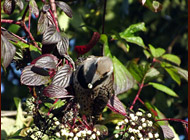 Northern flicker