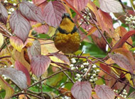 Varied Thrush in a Red Osier Dogwood