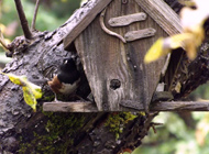 Spotted Towhee snacking at Royston House feeder