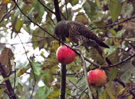 Northern Flicker at Royston House B&B in Nov 2012