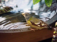 Female Evening Grosbeak at Royston House B&B Dec 2012