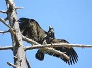 Bald Eagle just out of the nest