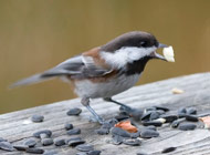 Comox Valley Chickadee