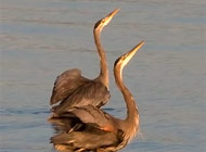 Great Blue Herons - Comox Valley 2010