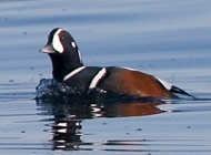 Harlequin Duck - Comox Valley birds bc