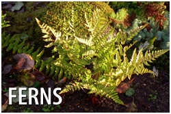 Ferns Vancouver Island