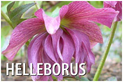 Helleborus Vancouver Island