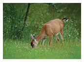 Black tail deer nightly visit at royston house bb