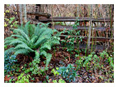 Nature fern  habitat