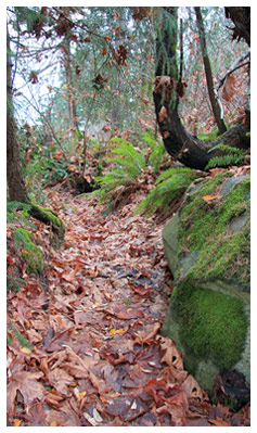 Nature Habitat Oceanside Trail at Royston House BandB