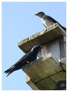 Western Purple Martins Royston Wrecks