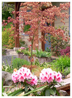 Rhododendrons and Japanese Maples at Royston House B&B