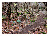 Native ninebark habitat