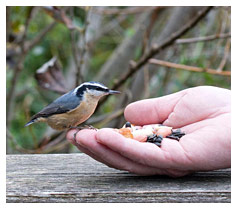 Bird Red Breasted Nuthatch