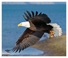 Flying Eagle - Photo by Rolf Hicker