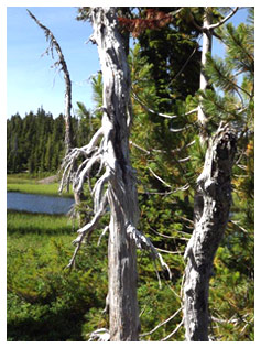 Paradise Meadows Mt. Washington 2011