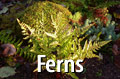 Comox Valley Ferns