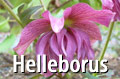 Comox Valley Helleborus