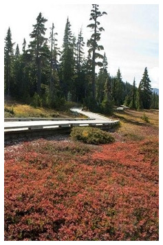 Paradise Meadows Trail Strathcona Provincial Park BC - Photo Art © David Innes of Creekside Gallery