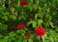 Rhododendron - 'Trilby'