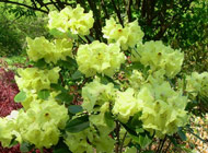 Rhododendron - 'Marie Starks'