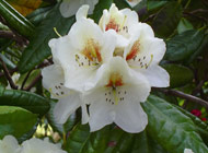 Rhododendron