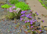 Rhododendron - 'R. Impeditum' 