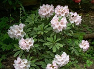 Rhododendron