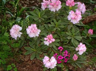 Rhododendron