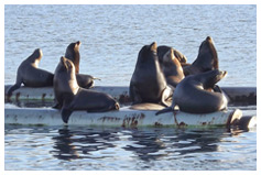 Sea Lions at Fanny Bay