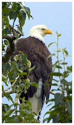 Bald Eagle Nests Bird Habitat near Royston House Carriage Suite. Photo credit Steve Hillebrand/USFWS