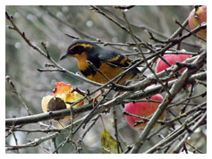 Varied Thrush Comox Valley