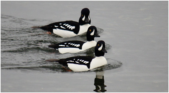 Barrow's Goldeneye Duck