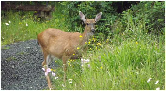 black tailed deer