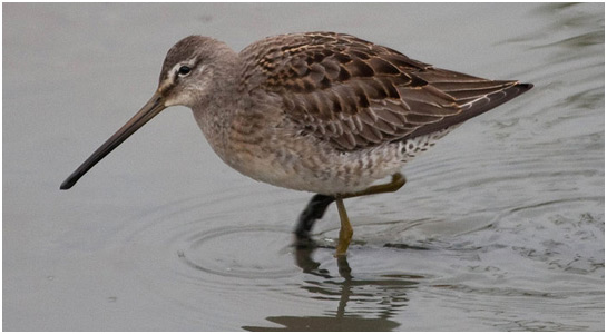 Long Billed Dowicher