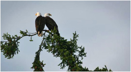 Bald Eagle comox valley