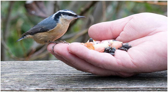 nuthatch