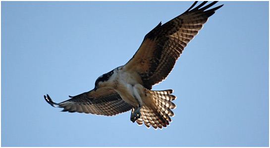 Osprey