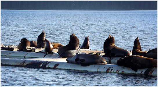 Seaside Sealions