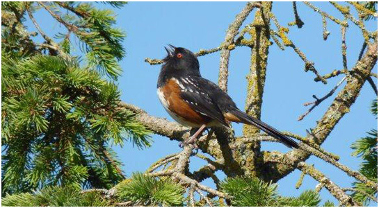 Spotted Towee