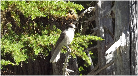 Whiskey jack bird